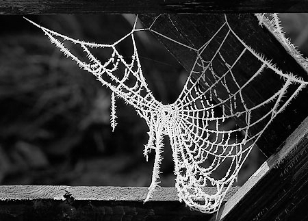 Mark-Russell-Frosted-Web.jpg