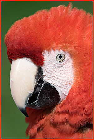 MarkRussell-MacawatWhipsnade.jpg