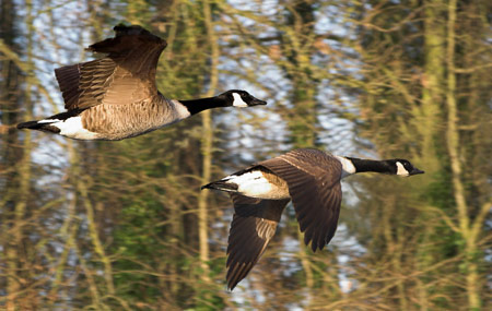 vDave-Mundy_Flying-Geese.jpg