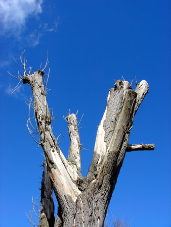 vVic-Chandler-Trimmed-tree-.jpg