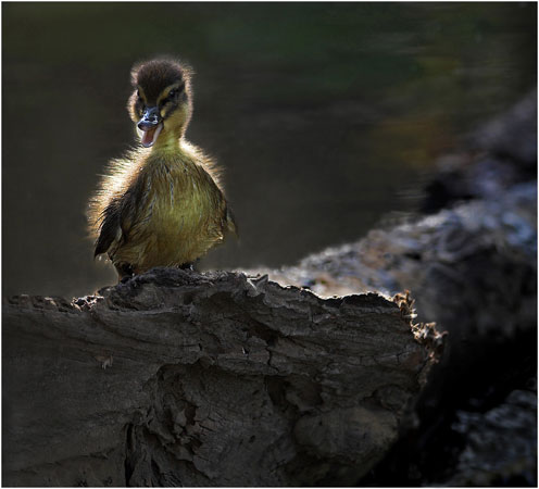 vDaveMundy_Duckling-With-At.jpg