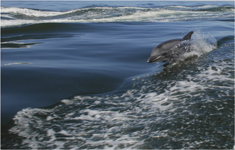 vDavidBirch-Dolphin-at-Spe.jpg