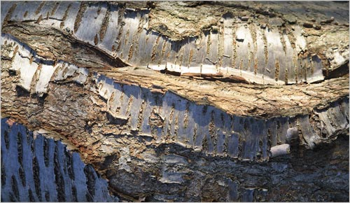 vGGrylls2_BirchBark.jpg