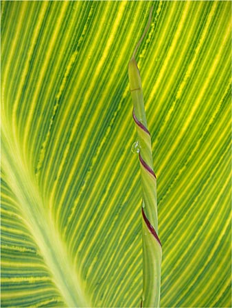 vMFFCanna.jpg