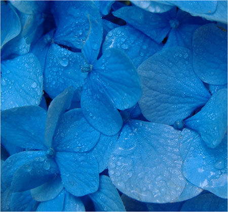 vMFFHydrangea.jpg