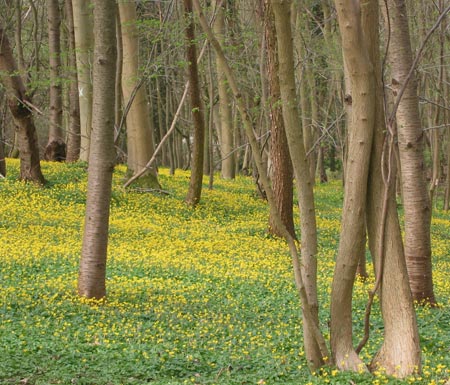 vSylvia-Clarke--Celandines.jpg