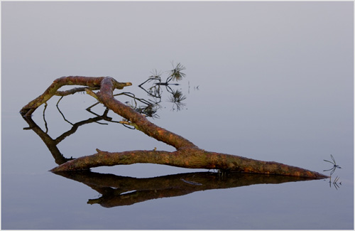 vEd_Doughty_The_Branch_Virg.jpg