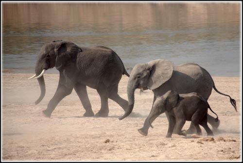 AndyPageProjectedOct07MarchingElephants.jpg