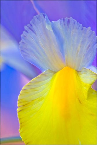 C.Pooley_Lily_accentedEdges.jpg