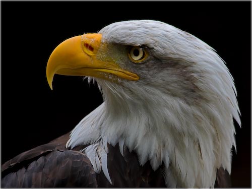 DaveMundy_EagleEye.jpg