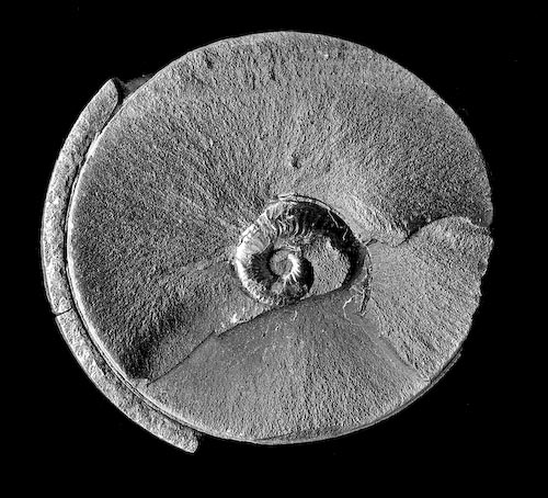 John_Ashford_Ammonite.jpg