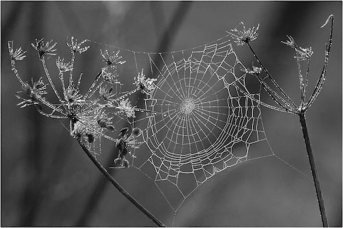 JuneLancaster_Cobweb.jpg