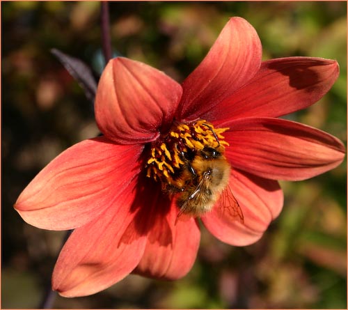 LINDABALL_IMG_1694BEE.jpg