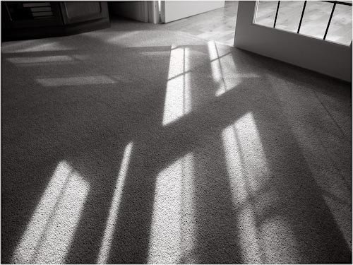 RBird_Sunlitfloor.jpg