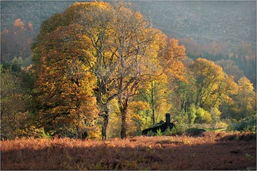 8DAVIDBIRCH.AUTUMNINWALES.ANNPIC.jpg