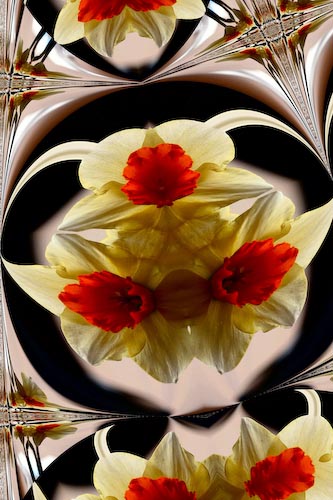 BillOKeefedaffodils.jpg