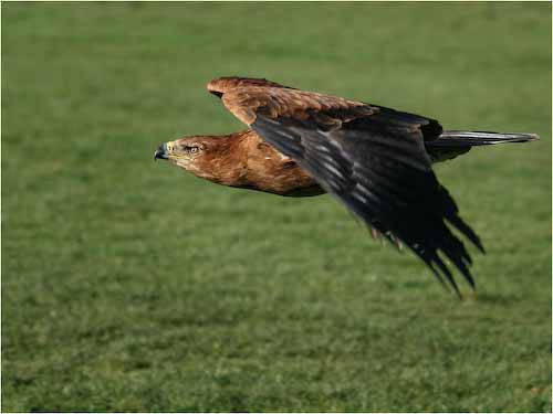 DaveMundy_FlyingEye.jpg