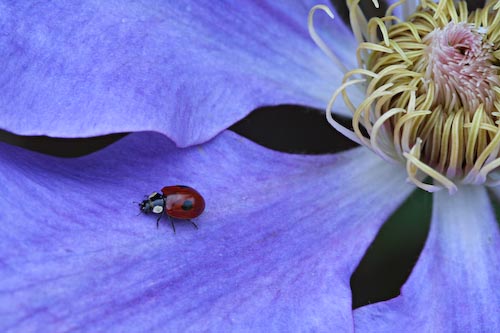 MashaErshova_AnnualNaturalHistory_Ladybird.jpg