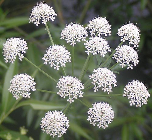 MaureenDeamancommonwaterdropwort.jpg