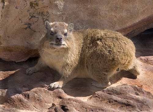 RogerNortonrockdassie.jpg