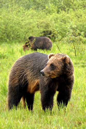 chrisribbon_bears.jpg