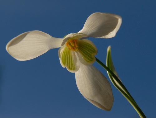 chrisribbon_snowdrop.jpg
