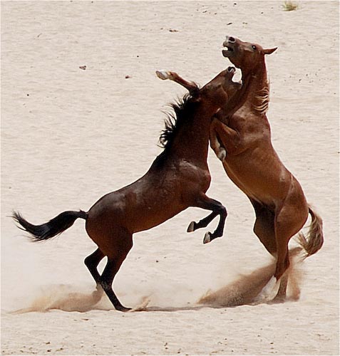 xDavidBirchFeralHorsesFighting.jpg