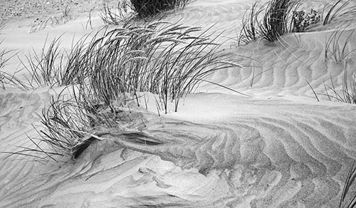20JoeHummGrasses_MG_1340.jpg