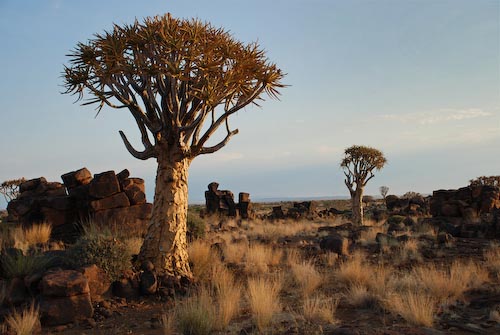 DBquivertreesnearkeetmanshoopnamibia.jpg