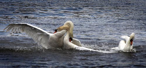 DaveMundy-FightingSwans.jpg