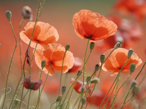 DeniseFlemingPoppies.jpg