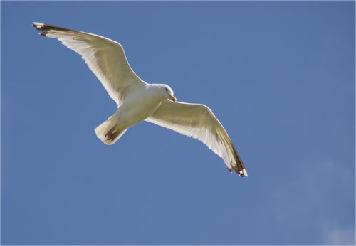 Ed_Doughty_Herring_Gull.jpg