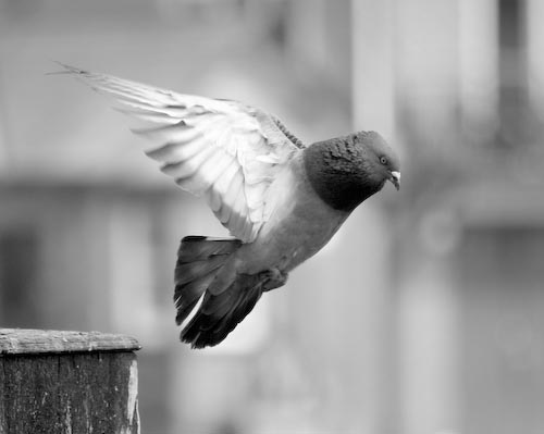 JuneLancaster_Pigeon.jpg