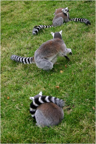 LindaBall_Ring-tailedLemurs.jpg