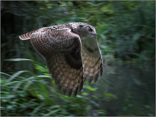 DaveMundy_Owl.jpg