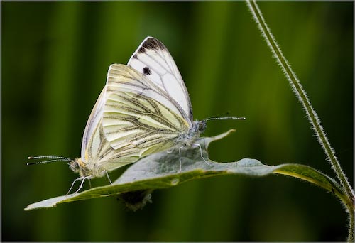 Ed_Doughty_Mating_Butterflies.jpg