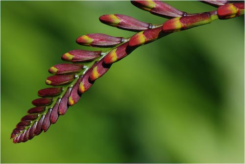 MFisher_Crocosmia.jpg
