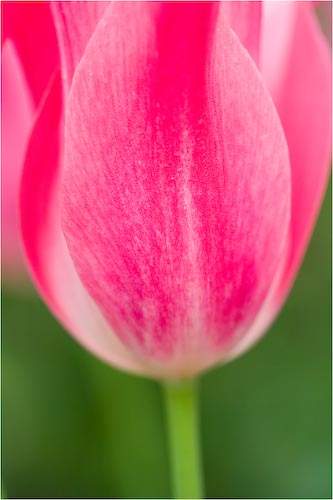 MichaelKiely_PinkTulip.jpg