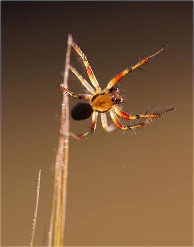 Ed_Doughty_Barley_Field_Spider.jpg