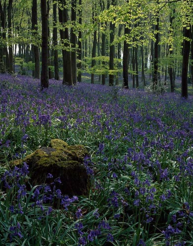 uBluebells-nr-Marlborough.jpg