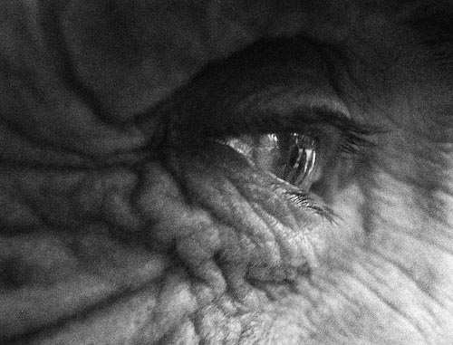 uRodEye-detail.jpg