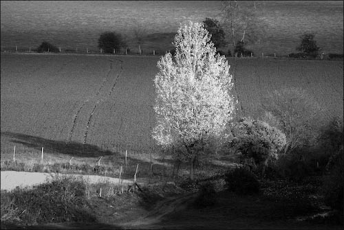 uRodTree-Cockmarsh.jpg