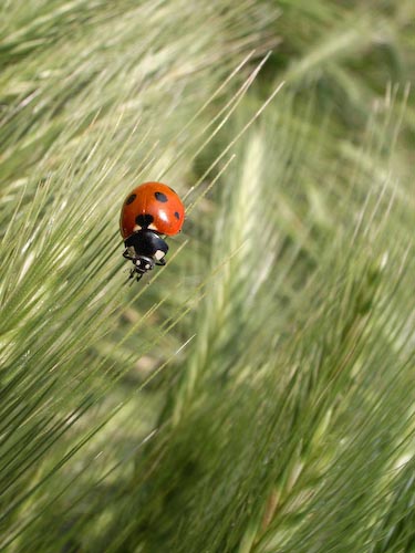 uRodladybird-2.jpg
