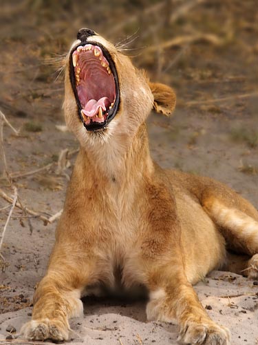 uTheBigYawn.jpg
