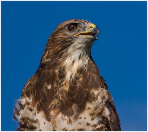 C.Pooley_Falcon_1.jpg