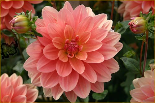 Dahlia_SandraMarsh.jpg