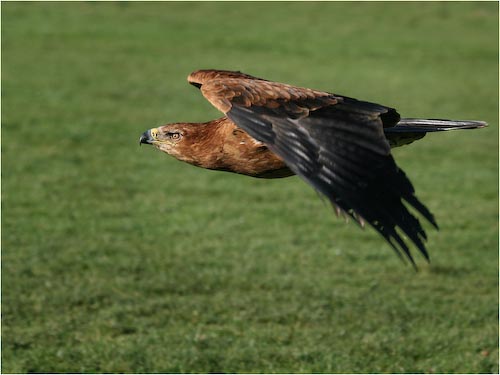 DaveMundy_FlyingEye.jpg