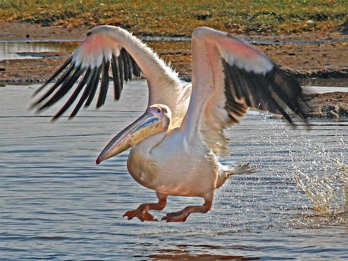 DavidGrahamPelicanRunway.jpg