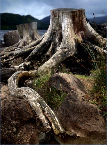 GG_TreeStumps.jpg