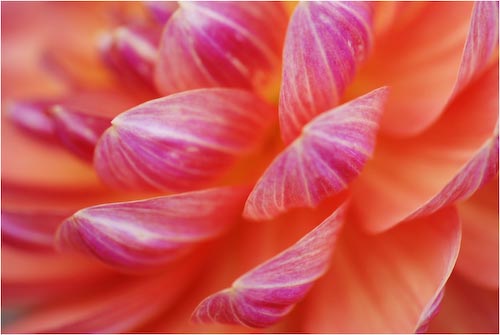 MFisher_Petals.jpg